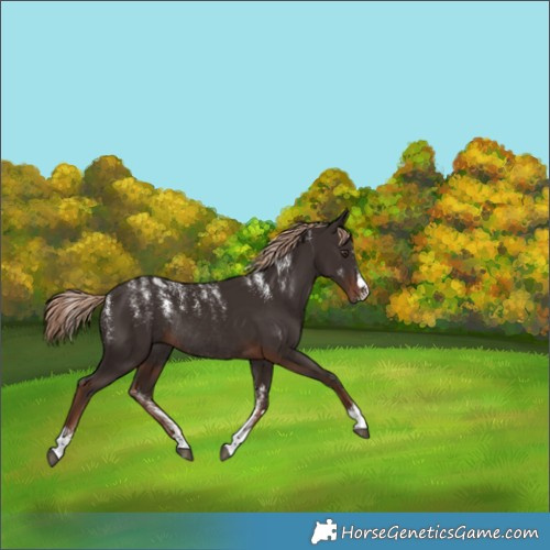 Horse Color:Liver Chestnut Rabicano 