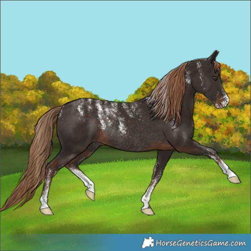 Horse Color:Powder White Liver Chestnut Rabicano 