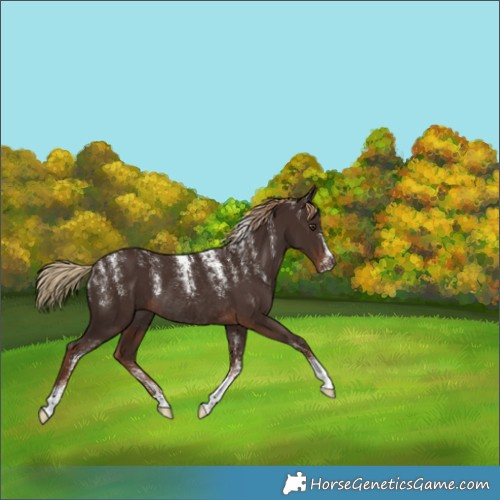 Horse Color:Liver Chestnut Rabicano 