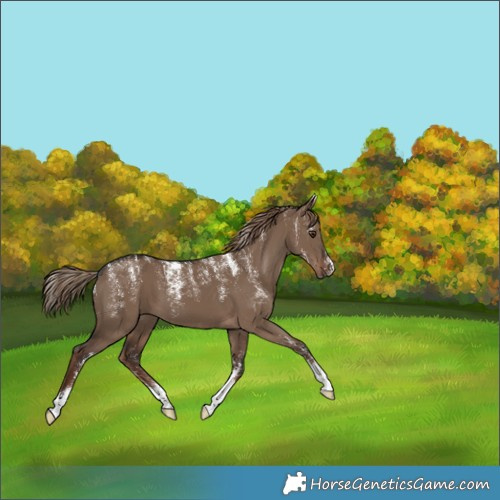 Horse Color:Liver Red Dun 