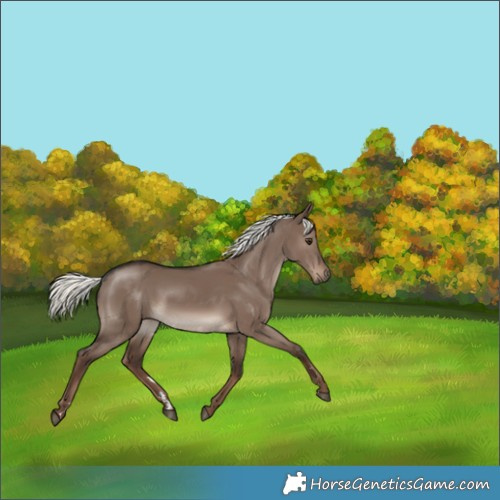 Horse Color:Liver Red Dun Mushroom Rabicano 