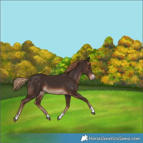 Horse Color:Liver Chestnut 