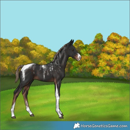 Horse Color:Liver Chestnut Tobiano 