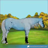 Horse Color:ERROR: UNKNOWN ANOMALY