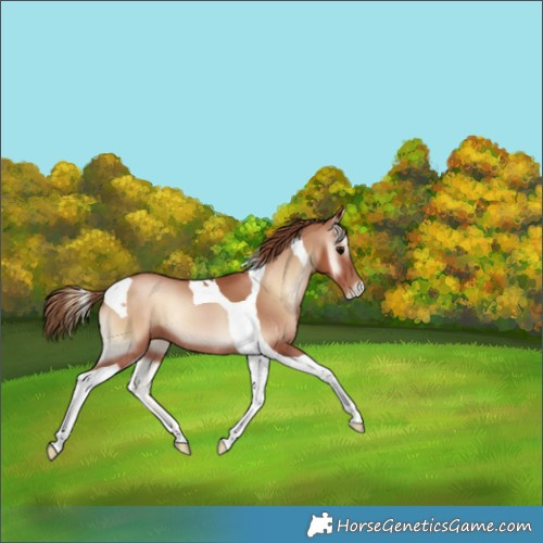 Horse Color:Blue Onyx Pearl Tobiano 