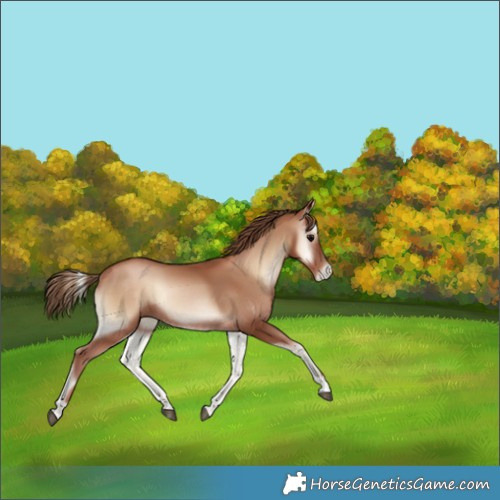 Horse Color:Blue Onyx Pearl Rabicano 