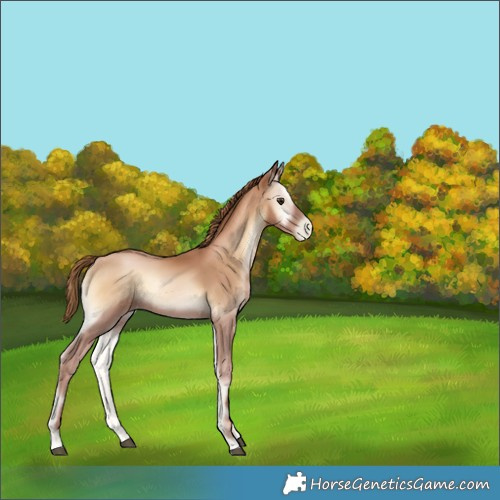 Horse Color:Red Onyx Pearl 