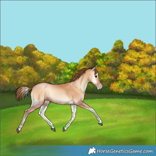 Horse Color:Bay Pearl Onyx 