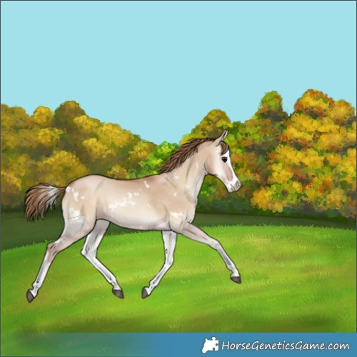 Horse Color:White Spotted Grullo Pearl Onyx Splash 