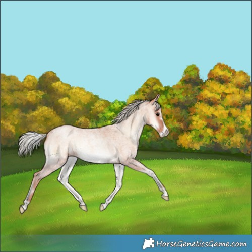Horse Color:Silver Blue Onyx Roan Pearl Frame 