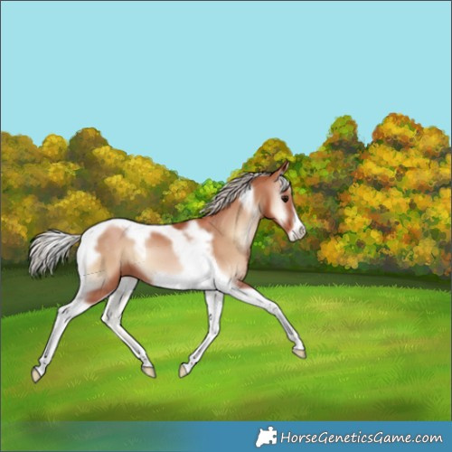 Horse Color:Silver Blue Onyx Pearl Tobiano Frame 