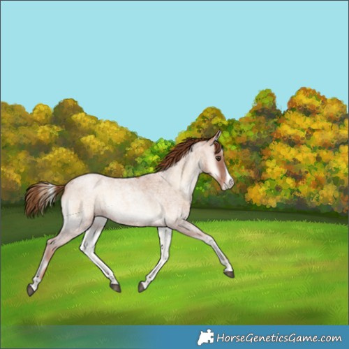 Horse Color:Red Onyx Roan Pearl Frame 