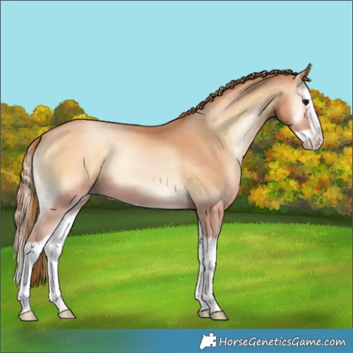 Horse Color:Bay Pearl Onyx Splash 
