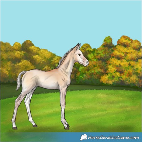 Horse Color:Silver Bay Pearl Onyx 