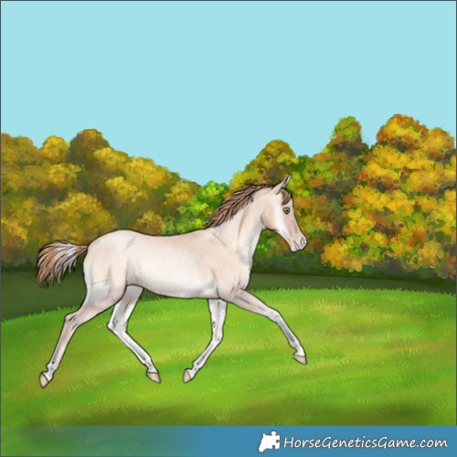 Horse Color:Gold Champagne Roan Pearl Onyx Rabicano 
