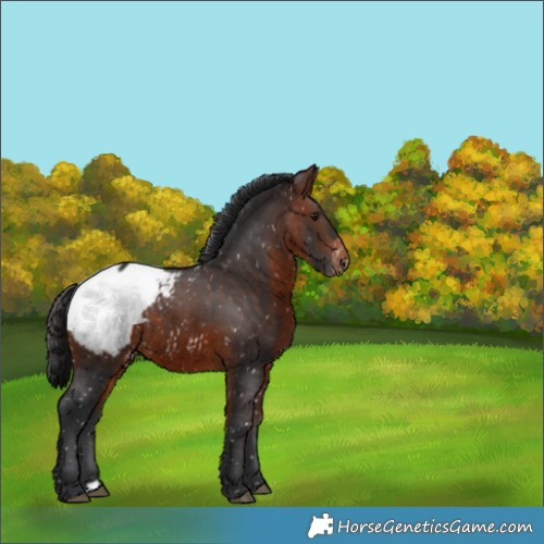 Horse Color:Brown Appaloosa 