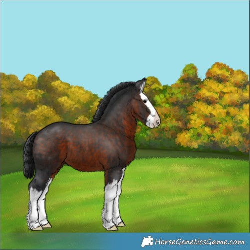 Horse Color:Brown Splash 