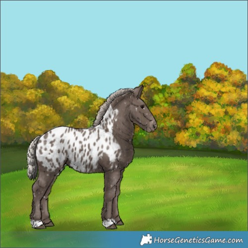 Horse Color:Silver Black Appaloosa 