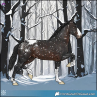 Horse Color:Brown Appaloosa 