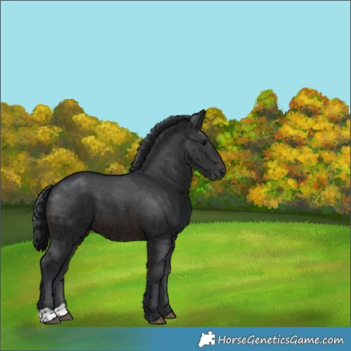 Horse Color:Brown 