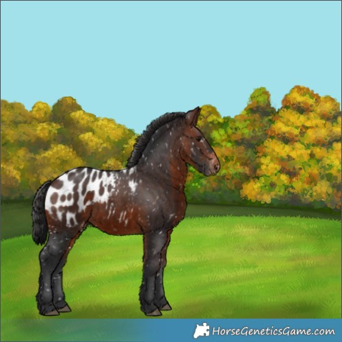 Horse Color:Brown Appaloosa 