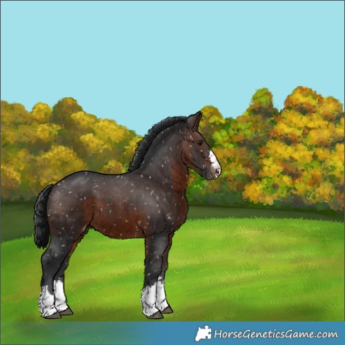 Horse Color:Brown Appaloosa 