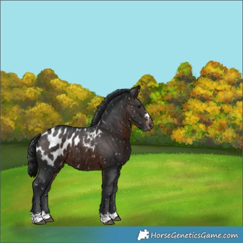 Horse Color:Brown Appaloosa 