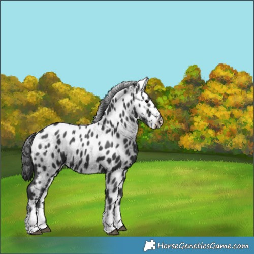 Horse Color:Black Appaloosa 