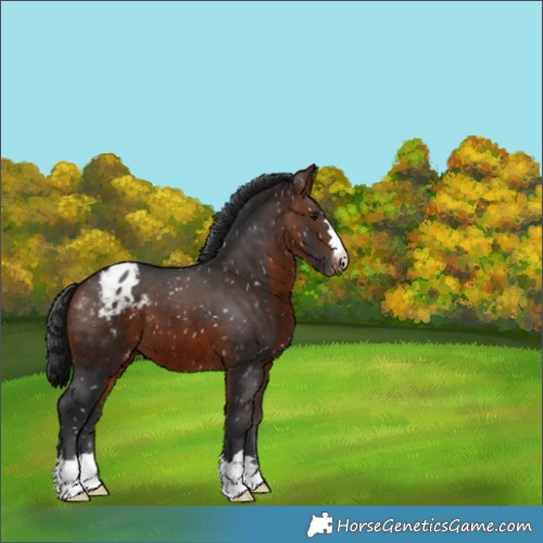 Horse Color:Brown Appaloosa 