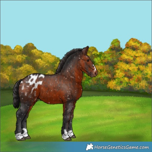 Horse Color:Brown Appaloosa 