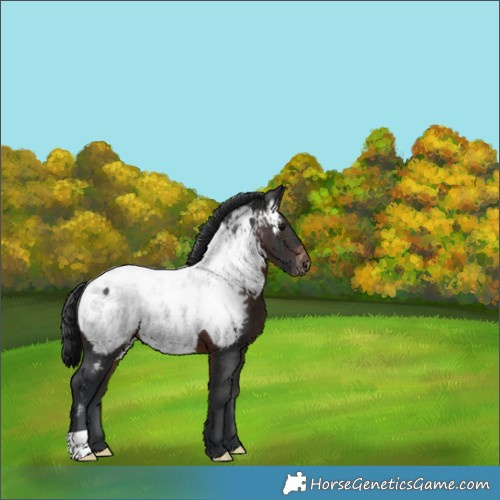 Horse Color:Brown Appaloosa 