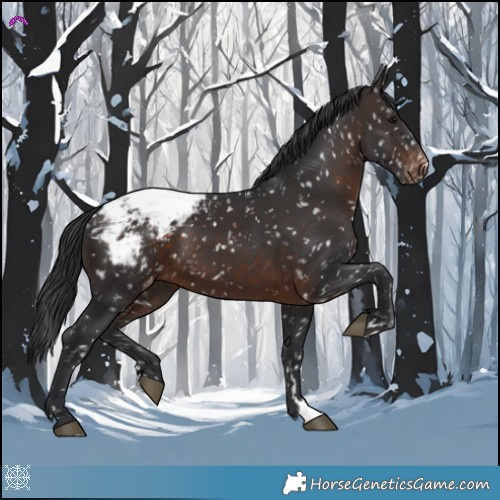 Horse Color:Brown Appaloosa 