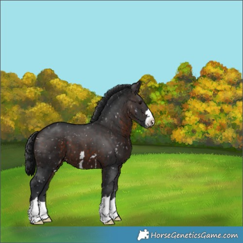 Horse Color:Brown Appaloosa 