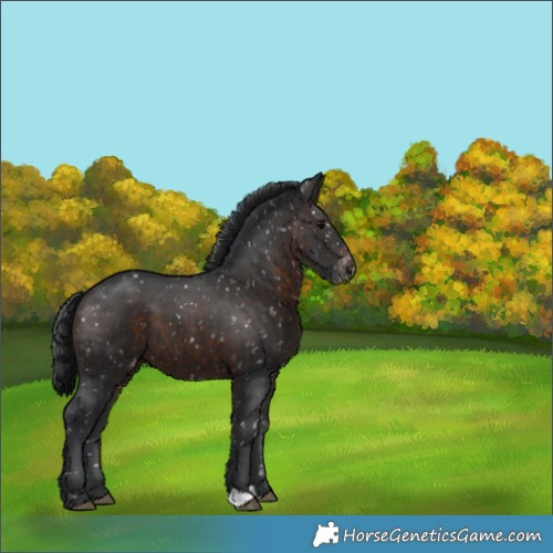 Horse Color:Brown Appaloosa 