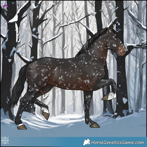 Horse Color:Brown Appaloosa