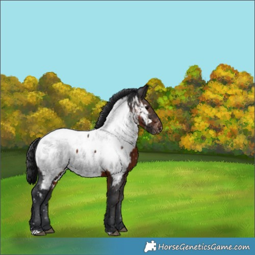 Horse Color:Brown Appaloosa 
