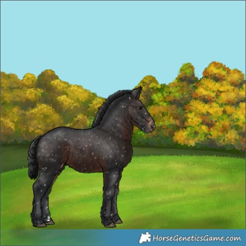 Horse Color:Brown Appaloosa 