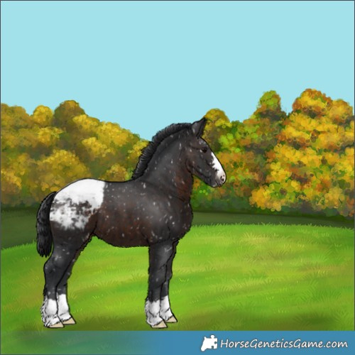 Horse Color:Brown Appaloosa 