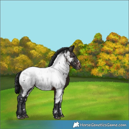 Horse Color:Brown Appaloosa 