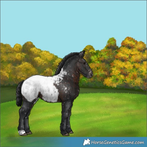 Horse Color:Brown Appaloosa 