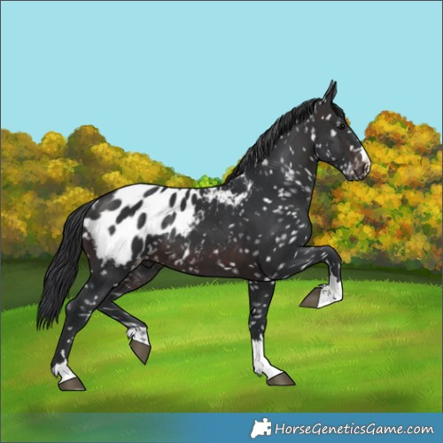 Horse Color:Brown Appaloosa 