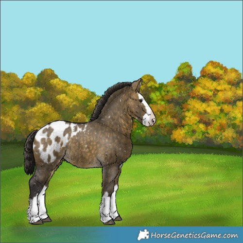 Horse Color:Buckskin Dun Splash Appaloosa Rabicano 