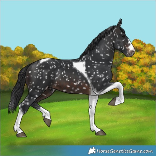 Horse Color:Brown Tobiano Appaloosa 