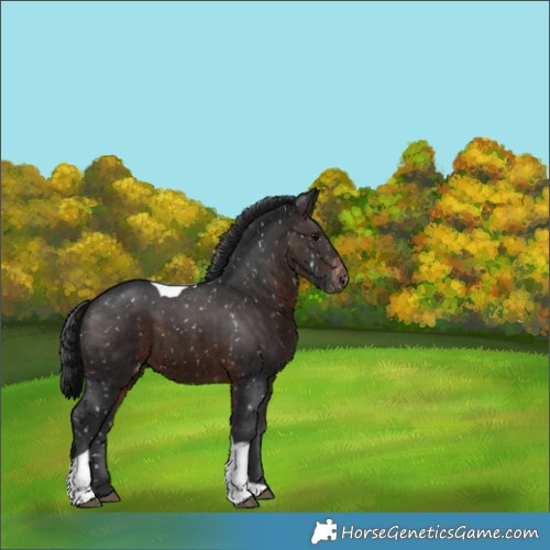 Horse Color:Brown Tobiano Appaloosa 