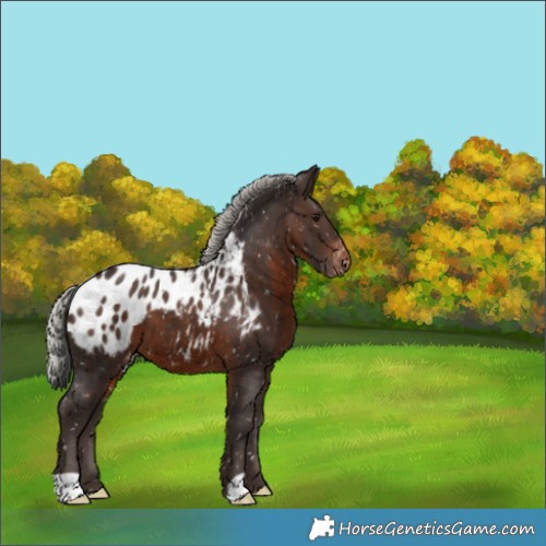 Horse Color:Silver Brown Appaloosa 
