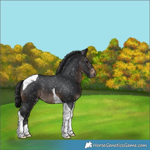 Horse Color:Brown Tobiano Appaloosa Rabicano 