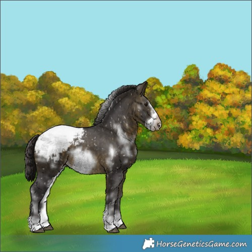 Horse Color:Buckskin Sabino Frame Appaloosa 
