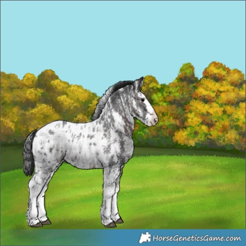 Horse Color:Brown Sabino Splash Appaloosa 