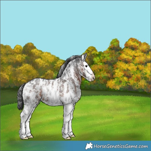 Horse Color:Brown Sabino Splash Appaloosa 