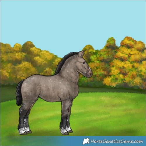 Horse Color:Brown Dun Appaloosa 